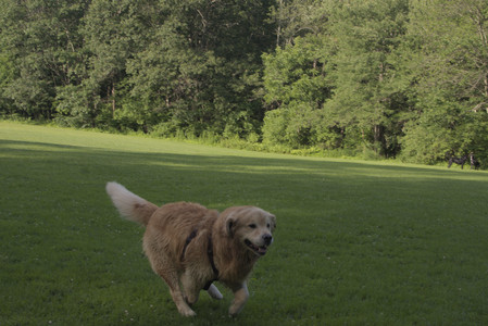20250705_Dog park again__DSC0359_.jpg