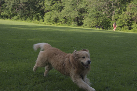 20250705_Dog park again__DSC0360_.jpg