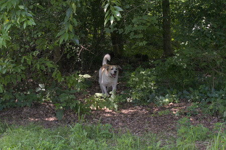 20250706_Dog Park__DSC0018_.jpg