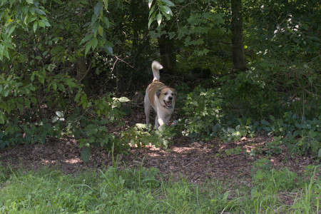 20250706_Dog Park__DSC0019_.jpg