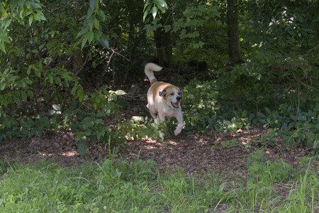 20250706_Dog Park__DSC0020_.jpg