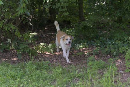 20250706_Dog Park__DSC0021_.jpg