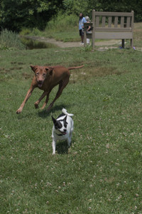 20250706_Dog Park__DSC0034_.jpg