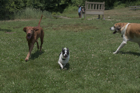 20250706_Dog Park__DSC0036_.jpg