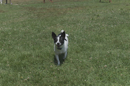 20250706_Dog Park__DSC0039_.jpg
