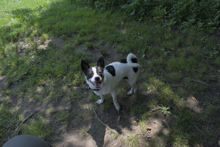 20250706_Dog Park__DSC0045_.jpg