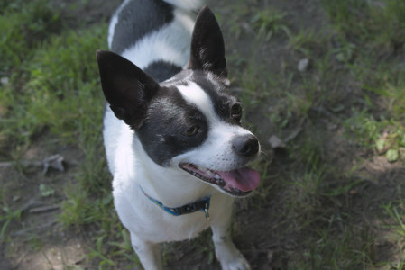 20250706_Dog Park__DSC0049_.jpg