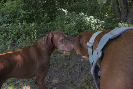 20250706_Dog Park__DSC0050_.jpg