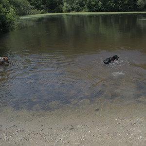 20250706_Dog Park__DSC0070_.jpg