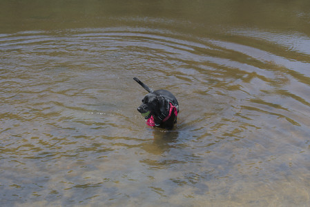 20250706_Dog Park__DSC0073_.jpg