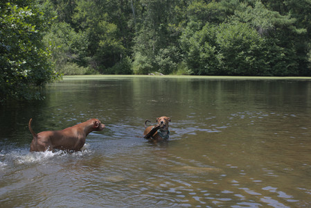 20250706_Dog Park__DSC0094_.jpg