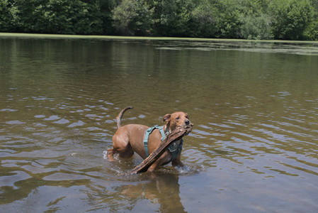 20250706_Dog Park__DSC0097_.jpg