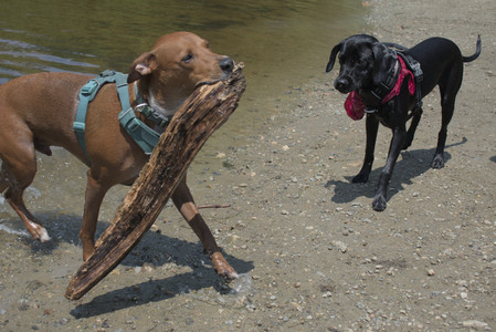 20250706_Dog Park__DSC0098_.jpg