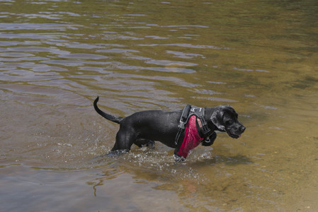 20250706_Dog Park__DSC0114_.jpg