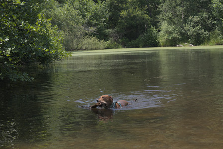 20250706_Dog Park__DSC0121_.jpg