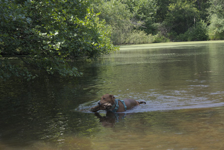 20250706_Dog Park__DSC0126_.jpg
