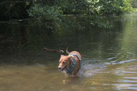 20250706_Dog Park__DSC0134_.jpg