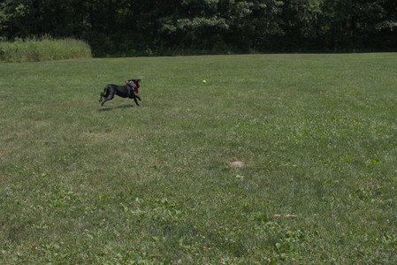 20250706_Dog Park__DSC0142_.jpg