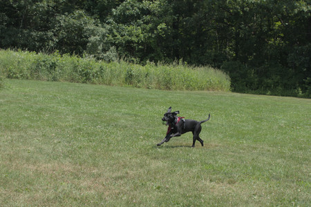 20250706_Dog Park__DSC0146_.jpg