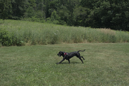 20250706_Dog Park__DSC0150_.jpg