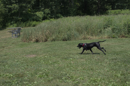 20250706_Dog Park__DSC0153_.jpg