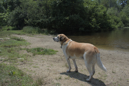 20250706_Dog Park__DSC0184_.jpg