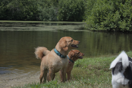 20250706_Dog Park__DSC0217_.jpg