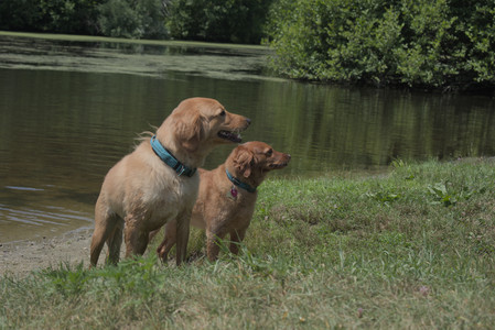 20250706_Dog Park__DSC0220_.jpg