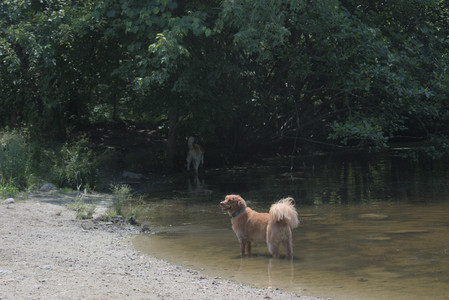 20250706_Dog Park__DSC0225_.jpg