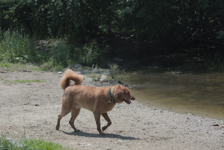 20250706_Dog Park__DSC0237_.jpg