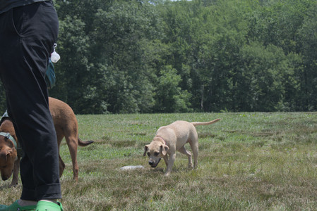 20250706_Dog Park__DSC0239_.jpg