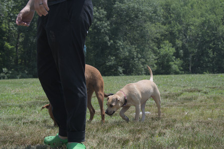 20250706_Dog Park__DSC0241_.jpg