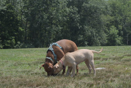 20250706_Dog Park__DSC0246_.jpg
