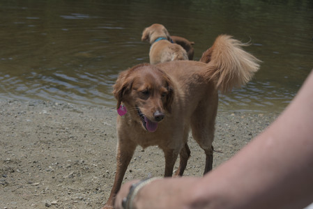 20250706_Dog Park__DSC0247_.jpg