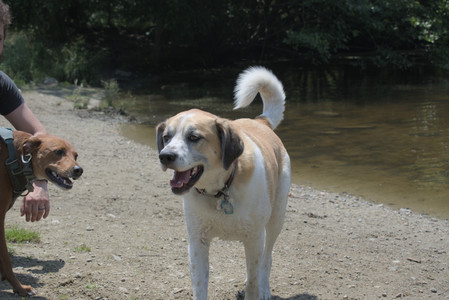 20250706_Dog Park__DSC0260_.jpg