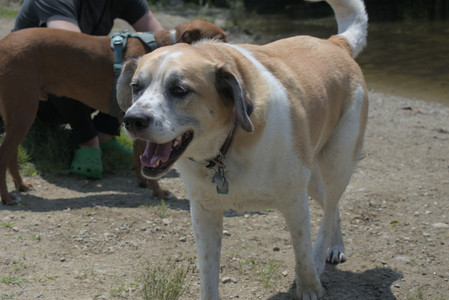 20250706_Dog Park__DSC0261_.jpg