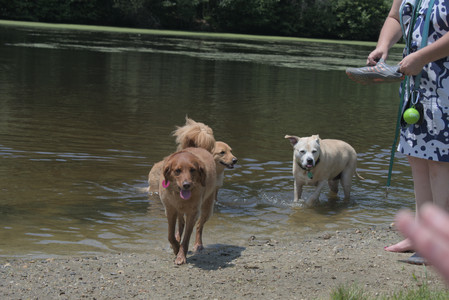 20250706_Dog Park__DSC0275_.jpg