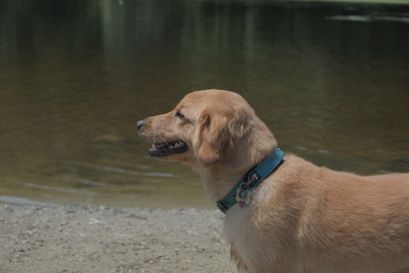 20250706_Dog Park__DSC0288_.jpg