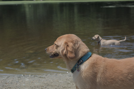 20250706_Dog Park__DSC0290_.jpg