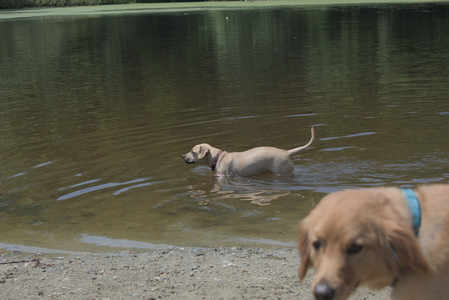 20250706_Dog Park__DSC0294_.jpg