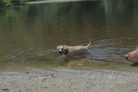 20250706_Dog Park__DSC0296_.jpg