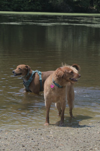 20250706_Dog Park__DSC0304_.jpg