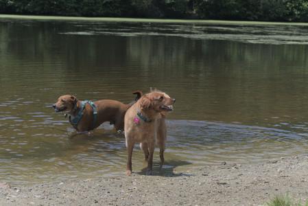 20250706_Dog Park__DSC0305_.jpg