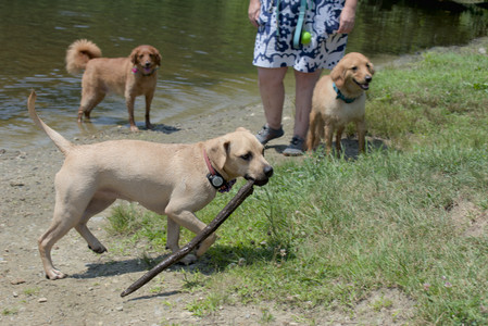 20250706_Dog Park__DSC0306_.jpg