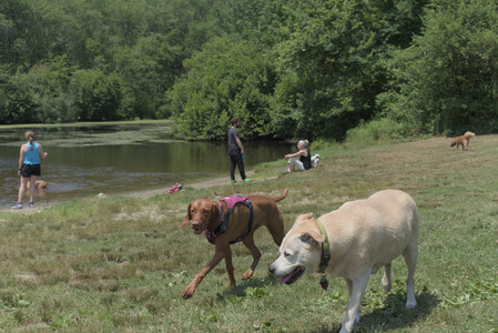 20250706_Dog Park__DSC0315_.jpg