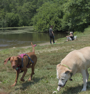 20250706_Dog Park__DSC0316_.jpg
