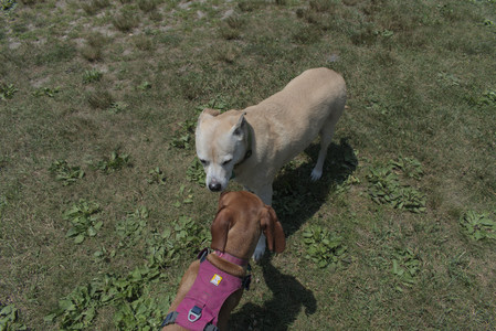 20250706_Dog Park__DSC0318_.jpg