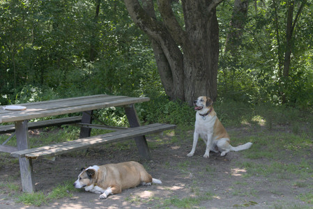 20250706_Dog Park__DSC0335_.jpg