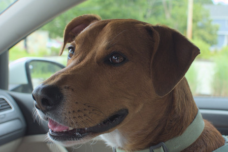 20250707_Dog Park__DSC0052_.jpg