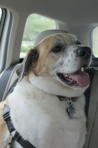 20250707_Dog Park__DSC0054_.jpg